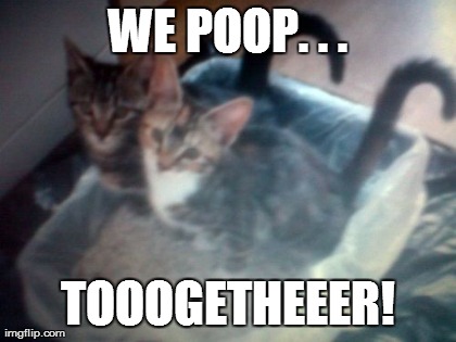 they poop together | image tagged in cats