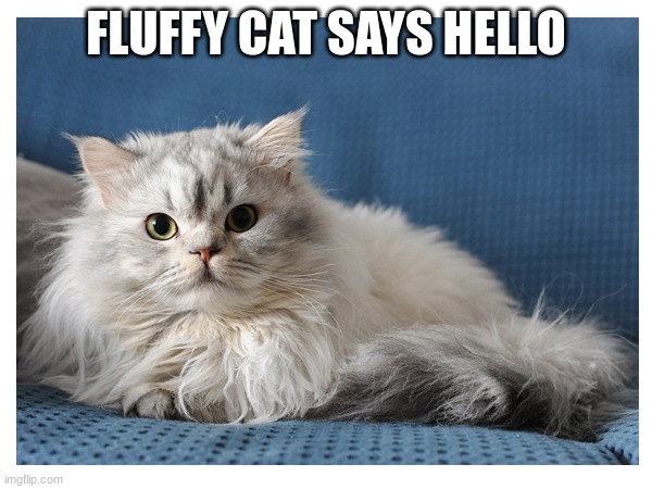 FLUFFY CAT SAYS HELLO | image tagged in cat,hello,fluffy,idk,you have been eternally cursed for reading the tags | made w/ Imgflip meme maker