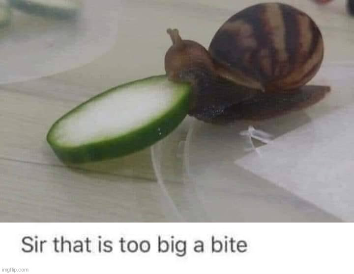 image tagged in snail,cucumber | made w/ Imgflip meme maker