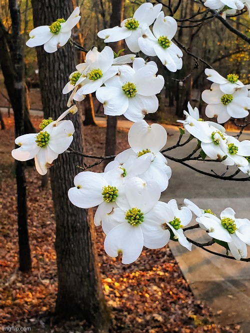 Dogwood | image tagged in photography | made w/ Imgflip meme maker