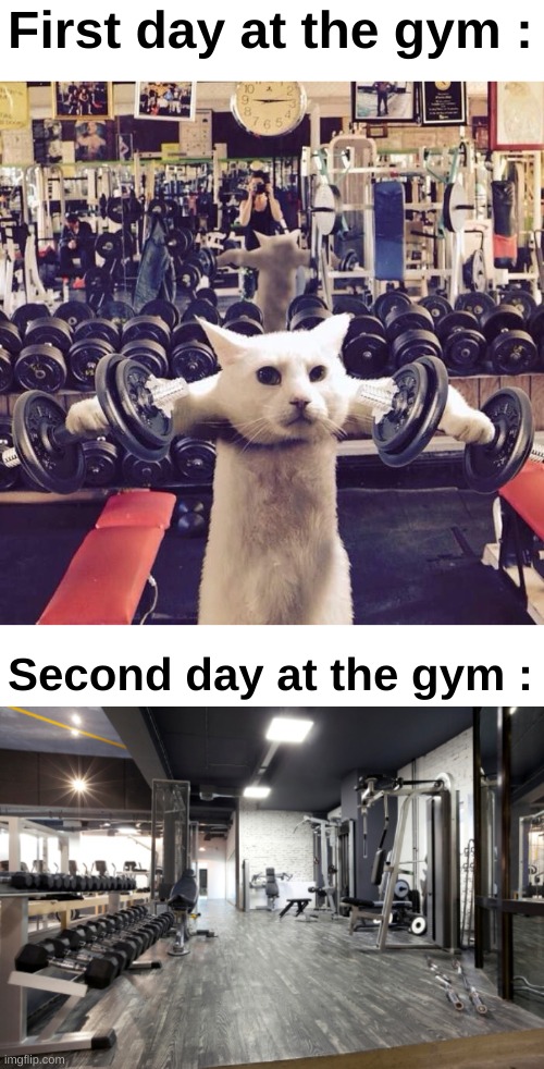 Nah bro | First day at the gym :; Second day at the gym : | image tagged in gym cat | made w/ Imgflip meme maker