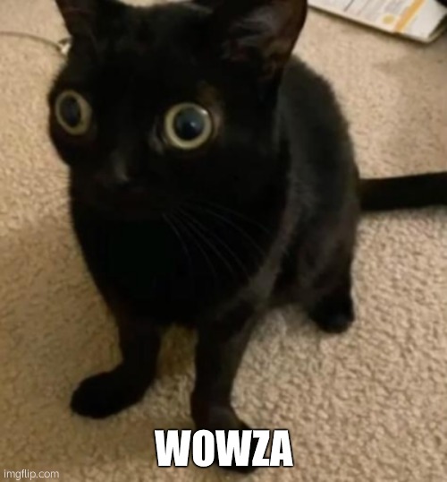 big eye cat | WOWZA | image tagged in big eye cat | made w/ Imgflip meme maker