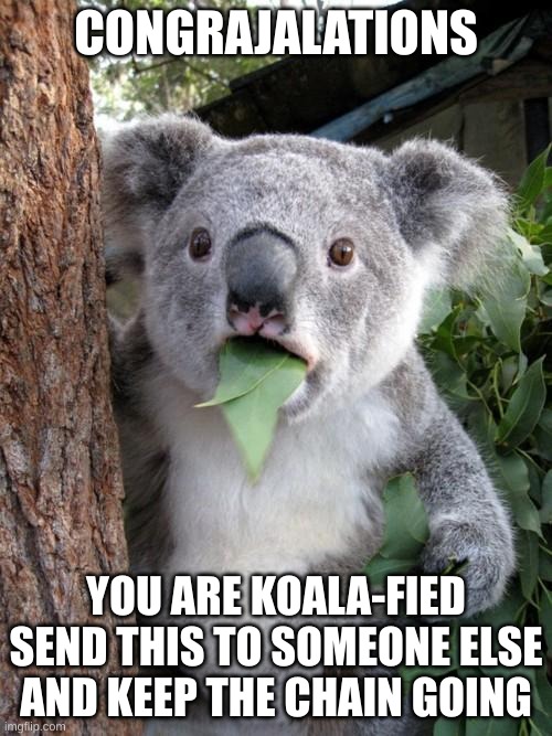Surprised Koala Meme | CONGRAJALATIONS; YOU ARE KOALA-FIED SEND THIS TO SOMEONE ELSE AND KEEP THE CHAIN GOING | image tagged in memes,surprised koala | made w/ Imgflip meme maker