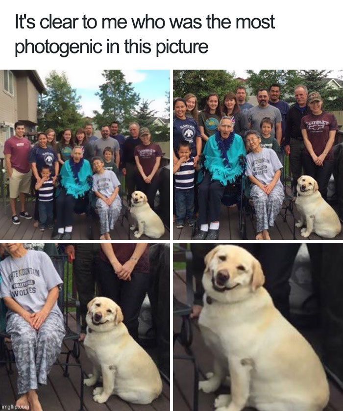 image tagged in memes,funny,dogs | made w/ Imgflip meme maker