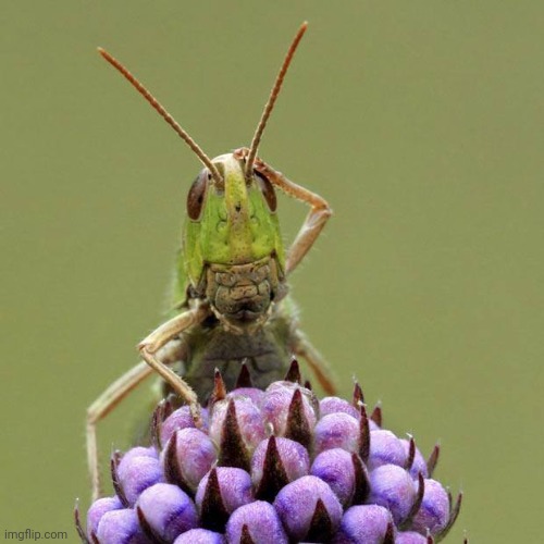 Confused Grasshopper | image tagged in confused grasshopper | made w/ Imgflip meme maker