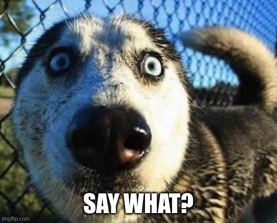 Scared dog | SAY WHAT? | image tagged in scared dog | made w/ Imgflip meme maker