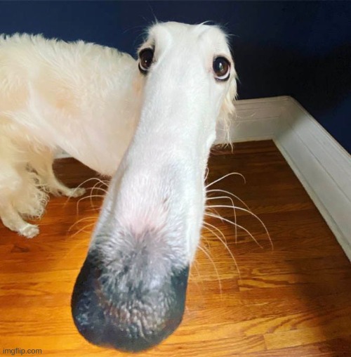 Borzoi | image tagged in borzoi | made w/ Imgflip meme maker