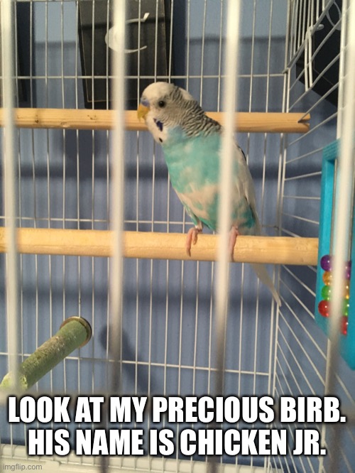 I love my birb. :) | LOOK AT MY PRECIOUS BIRB.
HIS NAME IS CHICKEN JR. | image tagged in bird,birds,birb,beeg birb | made w/ Imgflip meme maker