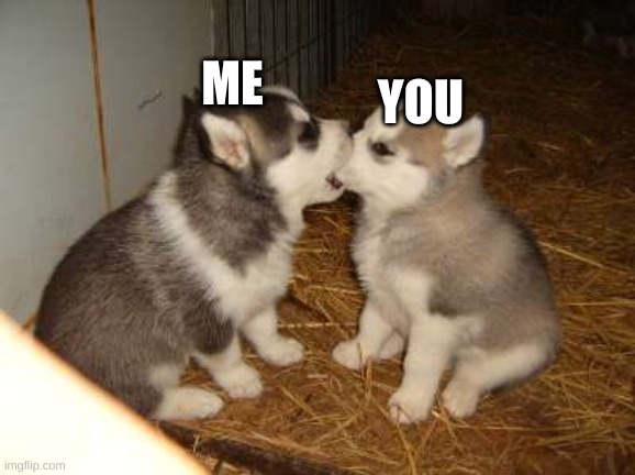idk | ME; YOU | image tagged in memes,cute puppies | made w/ Imgflip meme maker
