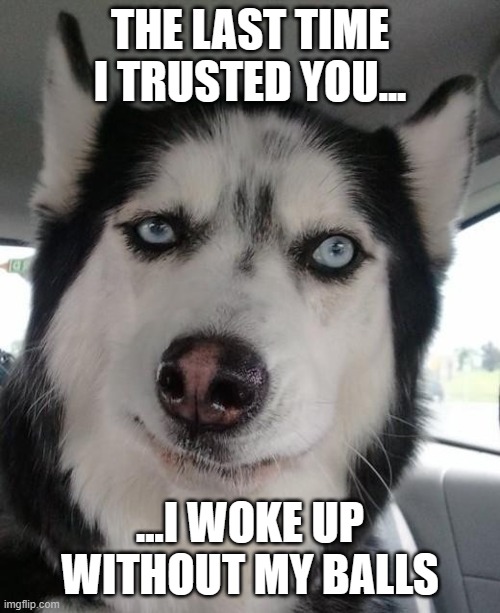 Sceptical Dog | THE LAST TIME I TRUSTED YOU... ...I WOKE UP WITHOUT MY BALLS | image tagged in sceptical dog | made w/ Imgflip meme maker