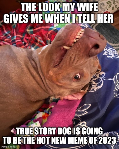Johnny Hollywood | THE LOOK MY WIFE GIVES ME WHEN I TELL HER; TRUE STORY DOG IS GOING TO BE THE HOT NEW MEME OF 2023 | image tagged in true story dog | made w/ Imgflip meme maker