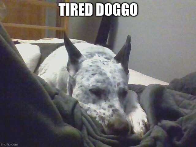 TIRED DOGGO | made w/ Imgflip meme maker