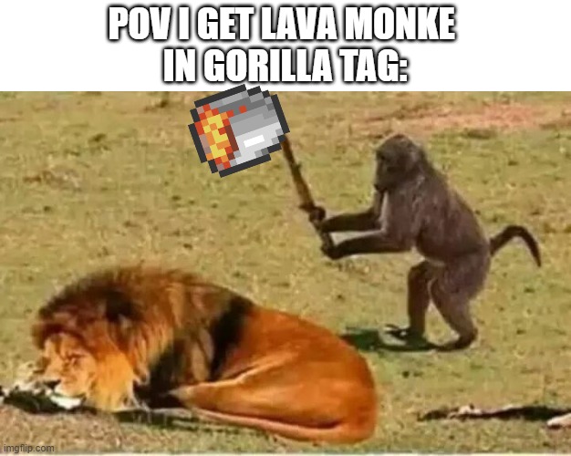 hmmm... monke | POV I GET LAVA MONKE 
IN GORILLA TAG: | image tagged in monkey lion,monke,gorilla tag,monkey | made w/ Imgflip meme maker