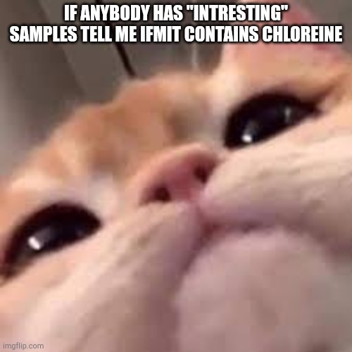 Pool chemical i camt speel | IF ANYBODY HAS "INTRESTING" SAMPLES TELL ME IFMIT CONTAINS CHLOREINE | image tagged in smug asf cat or shit idk im dumb | made w/ Imgflip meme maker