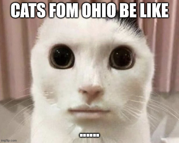 Cat from Ohio | CATS FOM OHIO BE LIKE; ...... | image tagged in cat from ohio | made w/ Imgflip meme maker