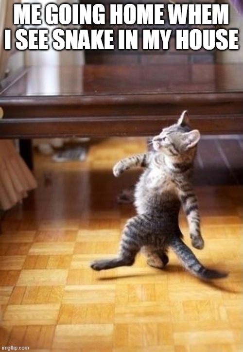 me going home whem *when* i see snake in my house | ME GOING HOME WHEM I SEE SNAKE IN MY HOUSE | image tagged in memes,cool cat stroll,snake,walking cat,coolcat | made w/ Imgflip meme maker