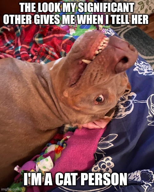 The look my Significant Other gives me | THE LOOK MY SIGNIFICANT OTHER GIVES ME WHEN I TELL HER; I'M A CAT PERSON | image tagged in true story dog | made w/ Imgflip meme maker