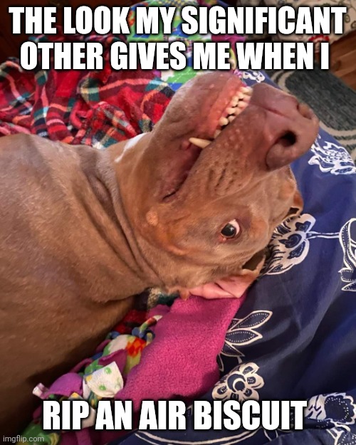 The look my Significant Other gives me | THE LOOK MY SIGNIFICANT OTHER GIVES ME WHEN I; RIP AN AIR BISCUIT | image tagged in true story dog | made w/ Imgflip meme maker