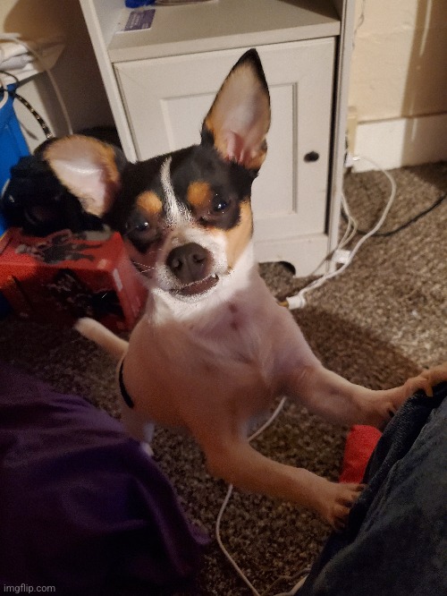 Why is my dog so goofy | made w/ Imgflip meme maker