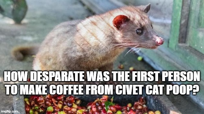 civet cat | HOW DESPARATE WAS THE FIRST PERSON TO MAKE COFFEE FROM CIVET CAT POOP? | image tagged in civet cat | made w/ Imgflip meme maker