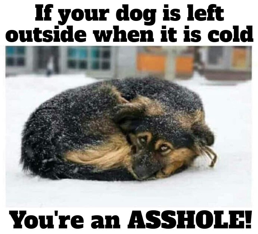 If your dog is left outside when it is cold... | image tagged in doggos,doggo,doggo week,man's best friend,bitches be like,bitch please | made w/ Imgflip meme maker