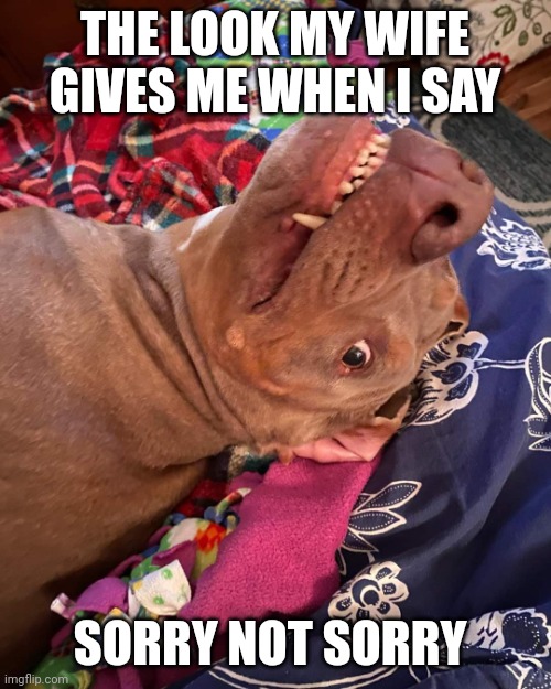 Johnny Hollywood | THE LOOK MY WIFE GIVES ME WHEN I SAY; SORRY NOT SORRY | image tagged in true story dog | made w/ Imgflip meme maker
