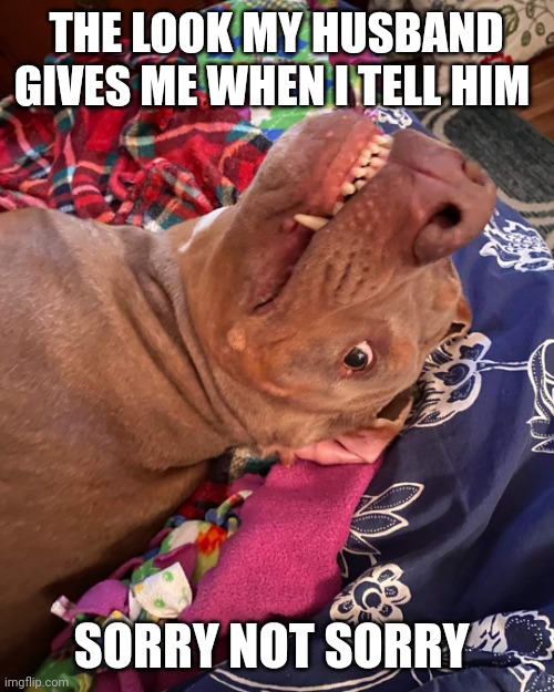 Johnny Hollywood | THE LOOK MY HUSBAND GIVES ME WHEN I TELL HIM; SORRY NOT SORRY | image tagged in true story dog | made w/ Imgflip meme maker