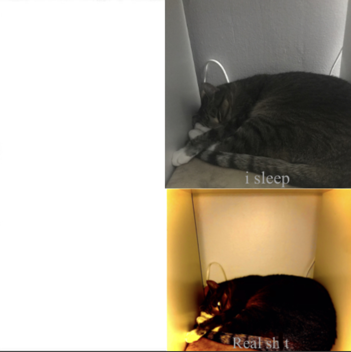 High Quality Sleeping cat Blank Meme Template