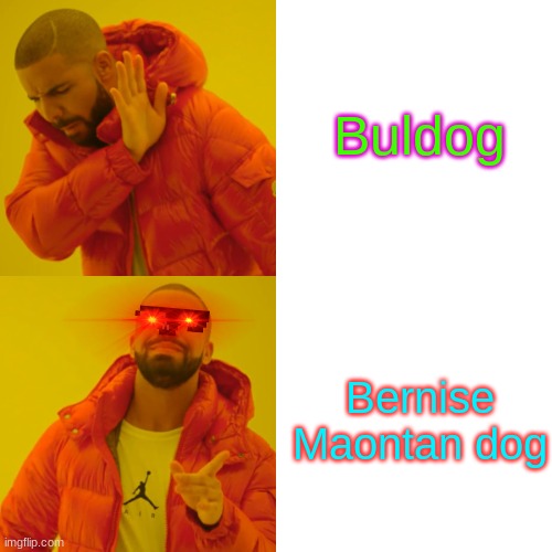 Drake Hotline Bling | Buldog; Bernise Maontan dog | image tagged in memes,drake hotline bling | made w/ Imgflip meme maker