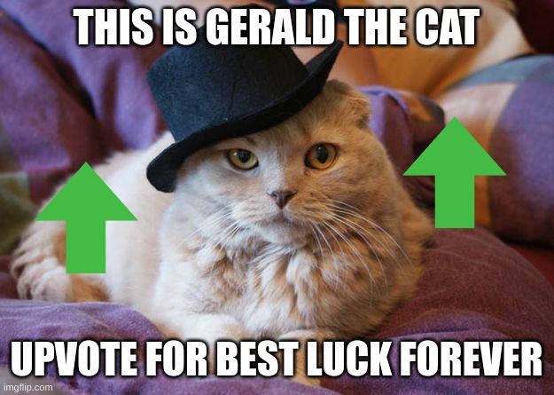 cat | THIS IS GERALD THE CAT; UPVOTE FOR BEST LUCK FOREVER | image tagged in cats | made w/ Imgflip meme maker