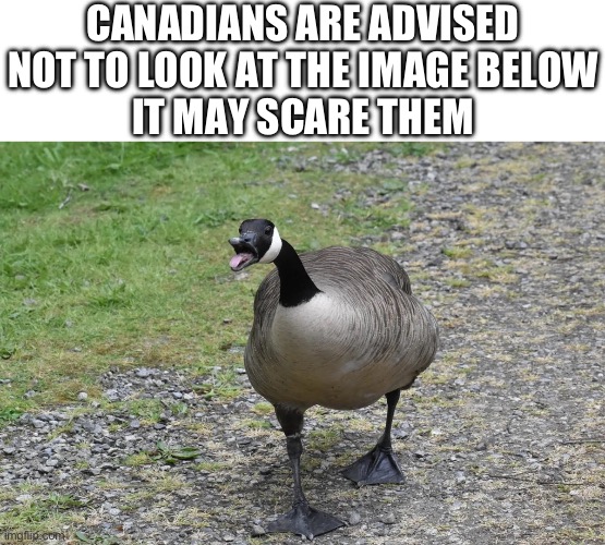 Canadians are scared of Geese right? - Imgflip