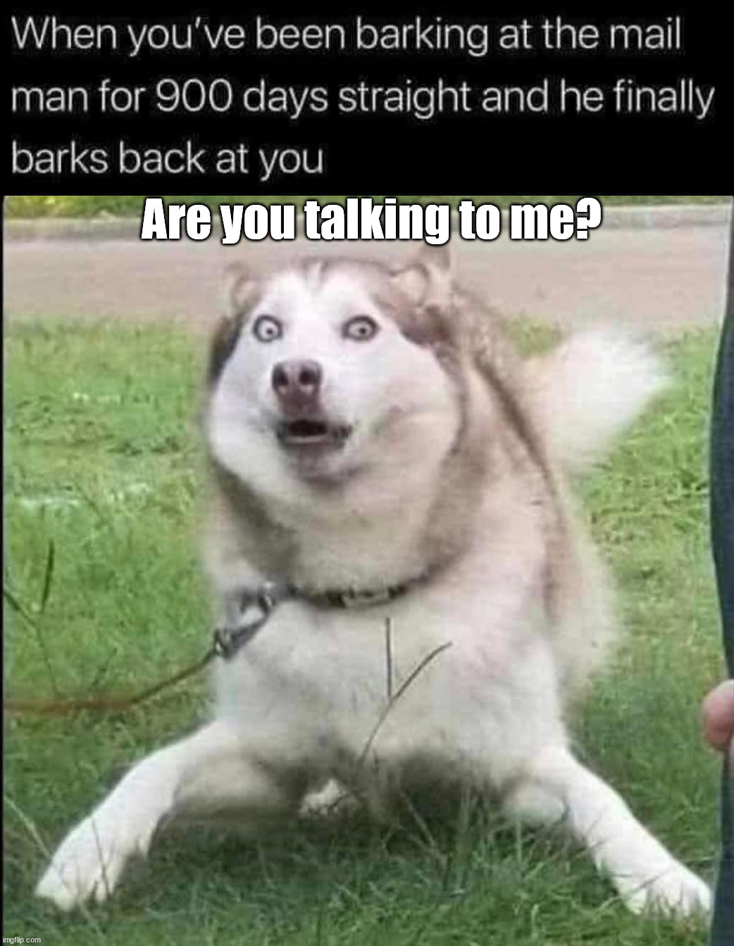 Are you talking to me? | image tagged in dogs | made w/ Imgflip meme maker