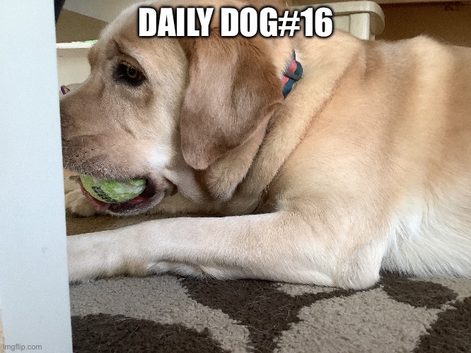 Dog | DAILY DOG#16 | image tagged in dogs | made w/ Imgflip meme maker