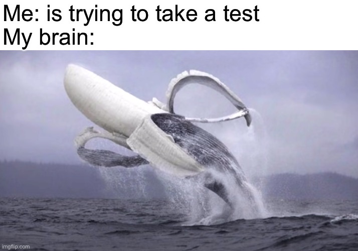 When I am trying to take a test | Me: is trying to take a test
My brain: | image tagged in banana whale | made w/ Imgflip meme maker