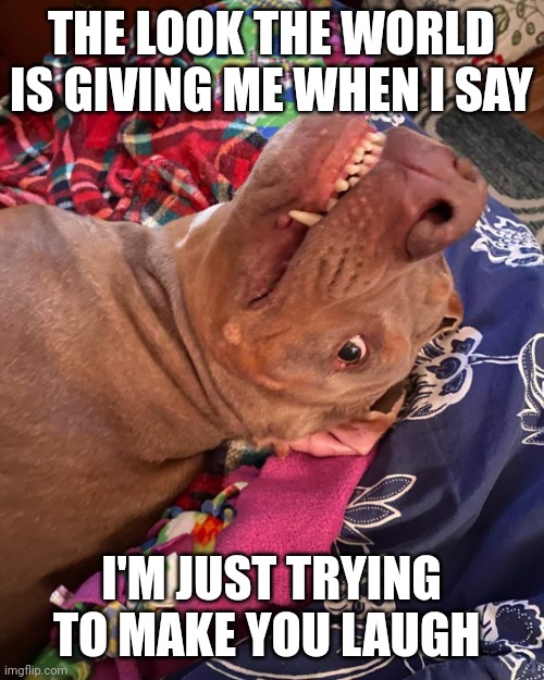 Johnny Hollywood | THE LOOK THE WORLD IS GIVING ME WHEN I SAY; I'M JUST TRYING TO MAKE YOU LAUGH | image tagged in true story dog | made w/ Imgflip meme maker