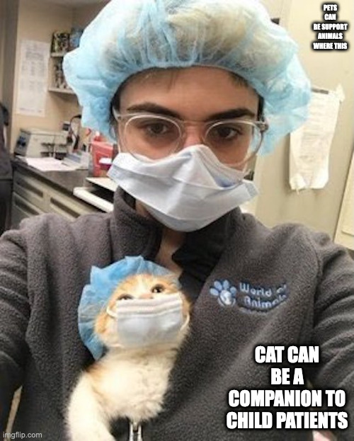 Cat With Medical Equipment | PETS CAN BE SUPPORT ANIMALS WHERE THIS; CAT CAN BE A COMPANION TO CHILD PATIENTS | image tagged in cats,memes | made w/ Imgflip meme maker