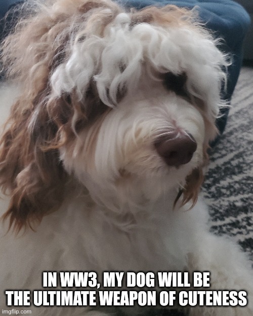 Ultimate Weapon | IN WW3, MY DOG WILL BE THE ULTIMATE WEAPON OF CUTENESS | image tagged in cute,dog,original meme | made w/ Imgflip meme maker