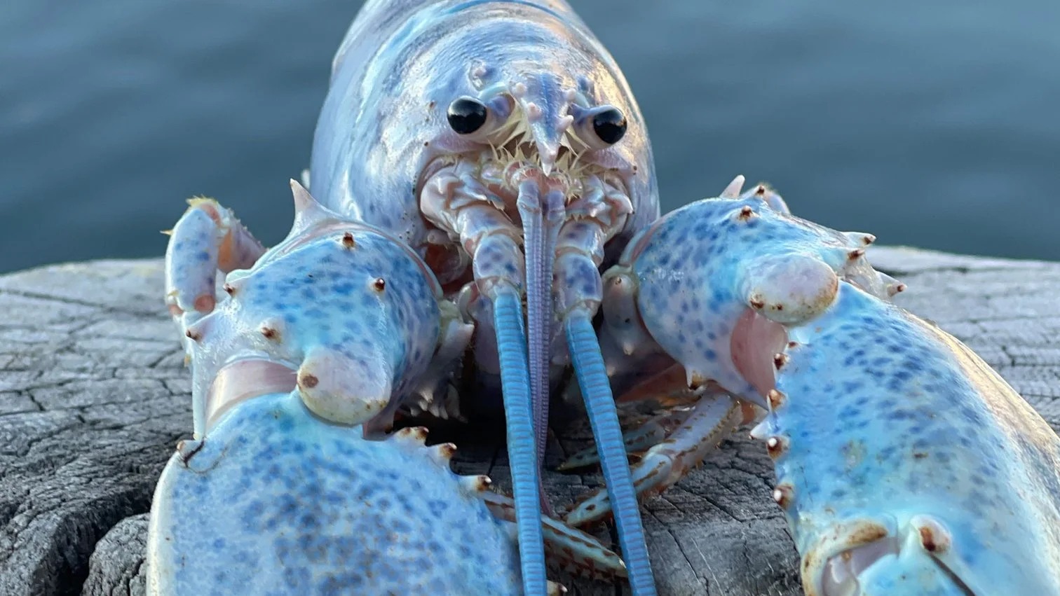 Cotton Candy Lobster Blank Meme Template