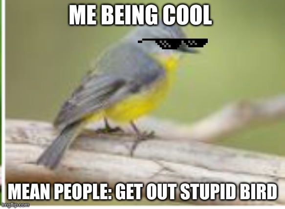 bird life | ME BEING COOL; MEAN PEOPLE: GET OUT STUPID BIRD | made w/ Imgflip meme maker