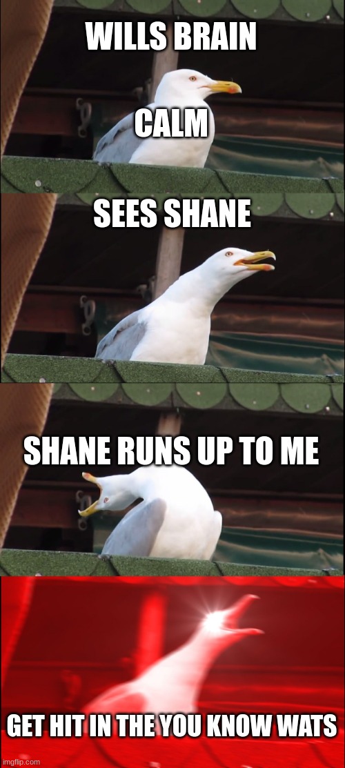 Inhaling Seagull | WILLS BRAIN; CALM; SEES SHANE; SHANE RUNS UP TO ME; GET HIT IN THE YOU KNOW WATS | image tagged in memes,inhaling seagull | made w/ Imgflip meme maker