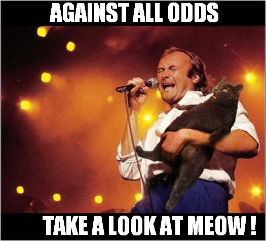 Phil Collins And A Feline Duet ! | AGAINST ALL ODDS; TAKE A LOOK AT MEOW ! | image tagged in cats,phil collins,duet,song lyrics | made w/ Imgflip meme maker