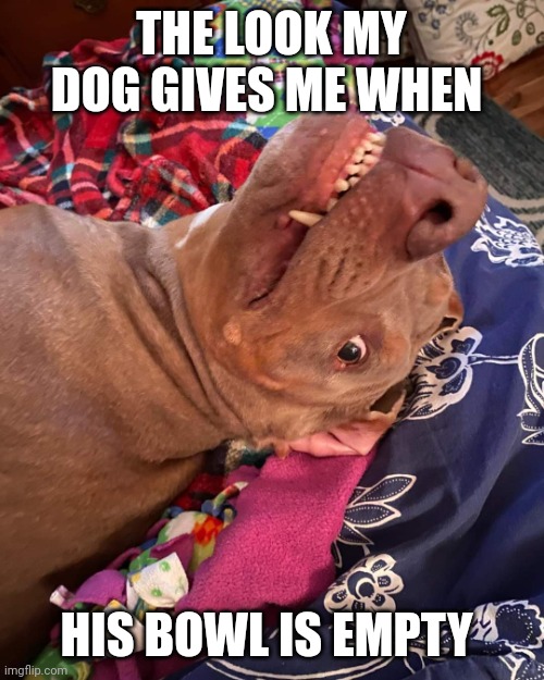 Johnny Hollywood | THE LOOK MY DOG GIVES ME WHEN; HIS BOWL IS EMPTY | image tagged in true story dog | made w/ Imgflip meme maker