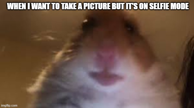 YEP | WHEN I WANT TO TAKE A PICTURE BUT IT'S ON SELFIE MODE | image tagged in facetime hamster | made w/ Imgflip meme maker