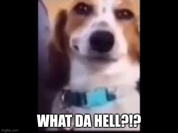 What da dog doin? | WHAT DA HELL?!? | image tagged in what da dog doin | made w/ Imgflip meme maker