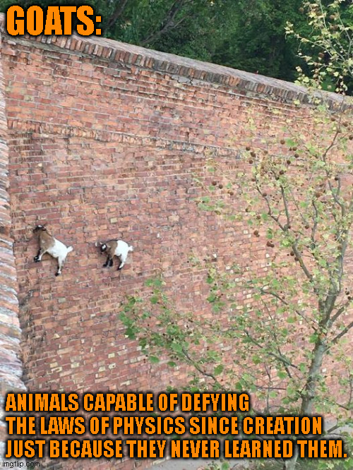 Goats | GOATS:; ANIMALS CAPABLE OF DEFYING THE LAWS OF PHYSICS SINCE CREATION JUST BECAUSE THEY NEVER LEARNED THEM. | image tagged in goats,climbing,walls,physics | made w/ Imgflip meme maker