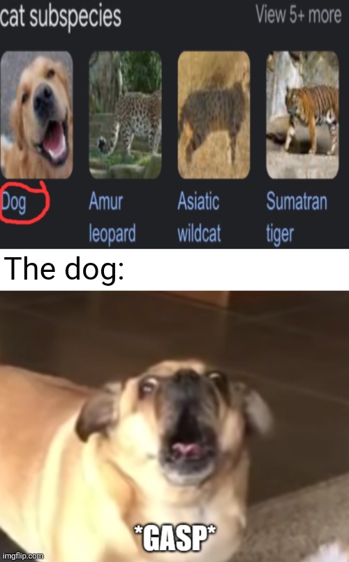 "Dog" | The dog: | image tagged in gasp,dog,cat,memes,reposts,repost | made w/ Imgflip meme maker
