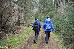 Scottish Stroll | image tagged in gifs,scotland stroll woods trees | made w/ Imgflip images-to-gif maker