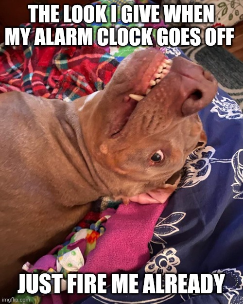 Johnny Hollywood | THE LOOK I GIVE WHEN MY ALARM CLOCK GOES OFF; JUST FIRE ME ALREADY | image tagged in true story dog | made w/ Imgflip meme maker