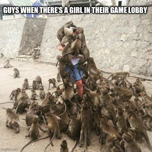 Guys When There’s A Girl In Their Lobby | GUYS WHEN THERE’S A GIRL IN THEIR GAME LOBBY | image tagged in monkey swarm,guys,game lobby,video games,women | made w/ Imgflip meme maker