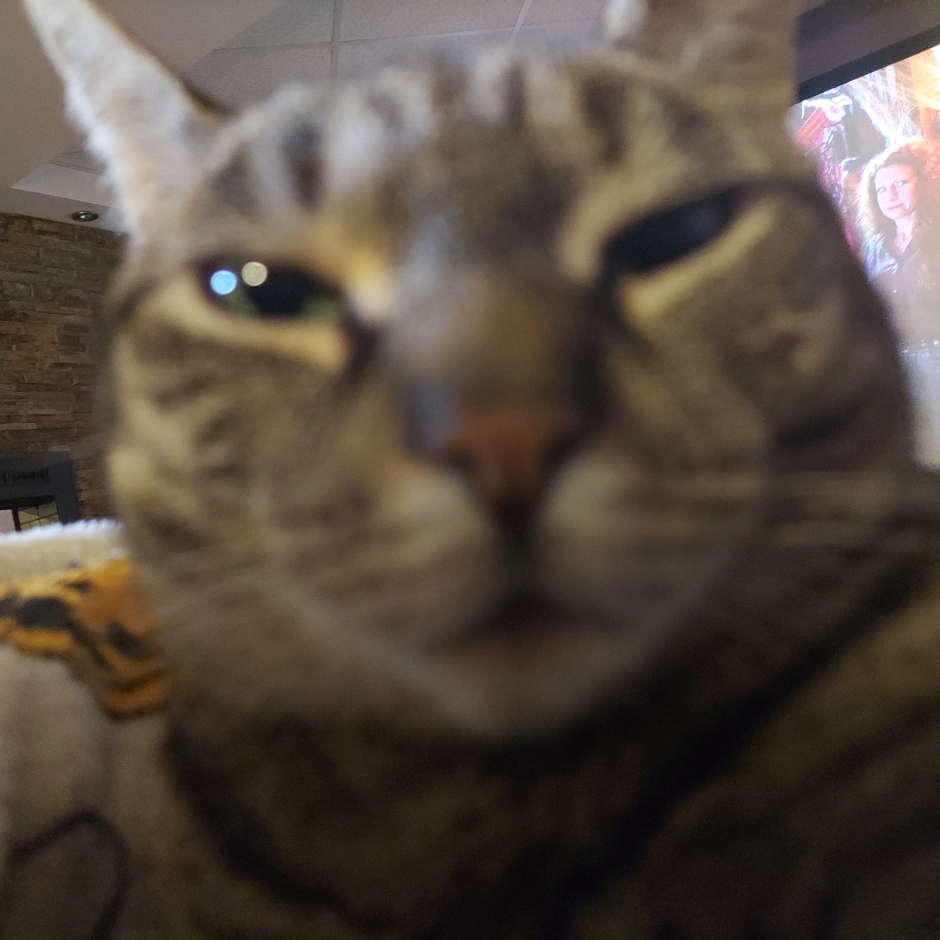 silly cat staring Meme Generator - Imgflip
